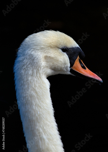 Mute Swan (Cygnus olor) - Europe & Asia, introduced to North America & other regions