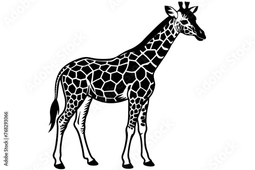 A realistic Giraffe silhouette  vector art illustration