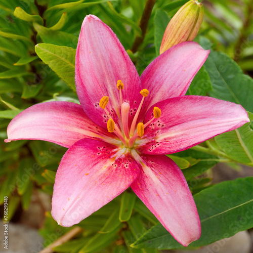 Beautiful pink lily flower on green leaves background  closeup