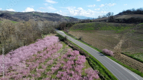 Peach fields, Volpedo, Alessandria, Piedmont, Italy
