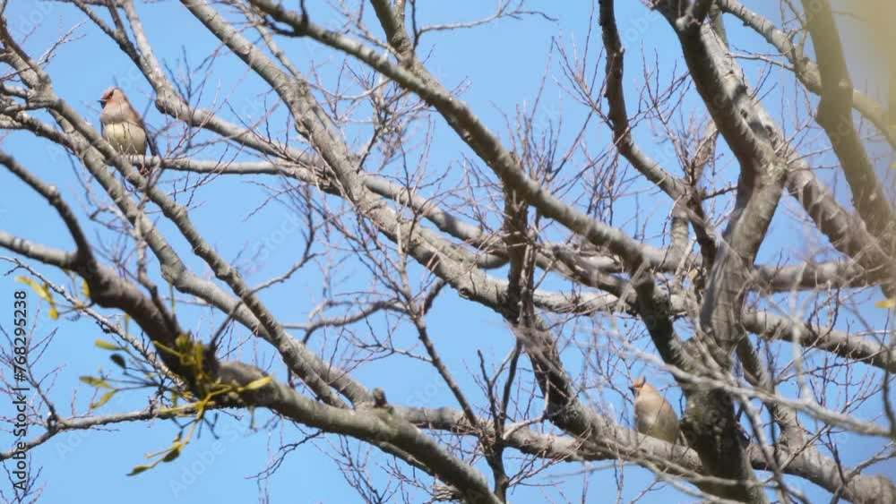 japanese waxwing in a forest japanese waxwing in a forest