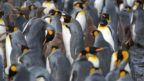 Fluffy, brown chicks in a king penguin (Aptenodytes patagonicus) colony at Salisbury Plain, South Georgia Island