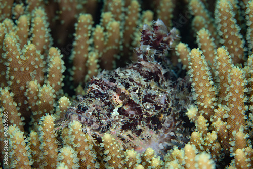 A well-camouflaged scorpionfish, Scorpaenopsis sp., waits to ambush unwary prey on a coral reef in Raja Ampat, Indonesia. All species of scorpionfish protect themselves with venomous fin spines. © ead72