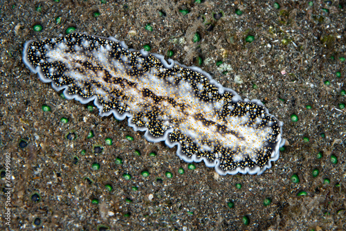 An undescribed flatworm, Acanthozoon sp., crawls across a black sand seafloor in Raja Ampat, Indonesia. Flatworms are small predators and are found hiding amid many marine habitats. © ead72