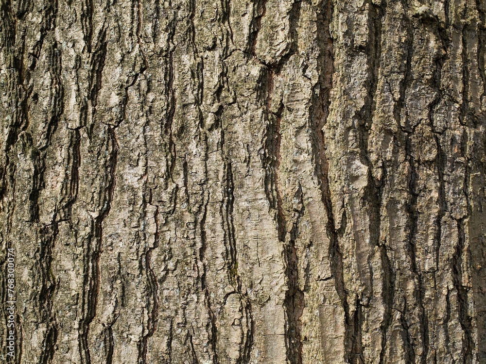 Baumstamm mit Struktur als farbiger Hintergrund Baumstamm mit Struktur als farbiger Hintergrund