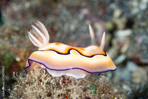 A colorful nudibranch, Chromodoris coi, searches for food on a coral reef in Raja Ampat, Indonesia. Nudibranchs often take the toxic compounds produced by their prey and store it in their tissues. photo