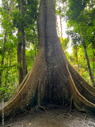 These are the Amazon trees that keep the planet cool. Typical amazon rainforest, located in Alter do Chao, State of Para, Brazil