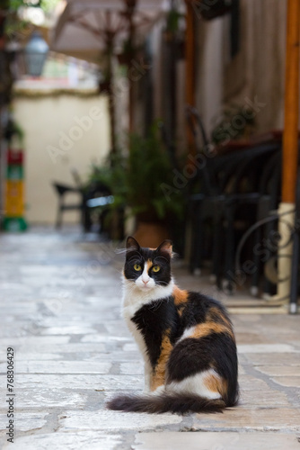 Calico cat looking back on the paving stone in the Old City of Dubrovnik  Croatia.