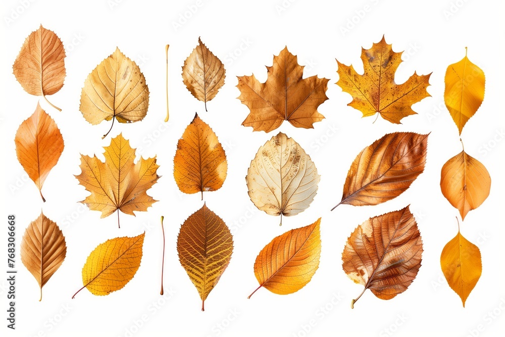 Assortment of autumn leaves isolated on white