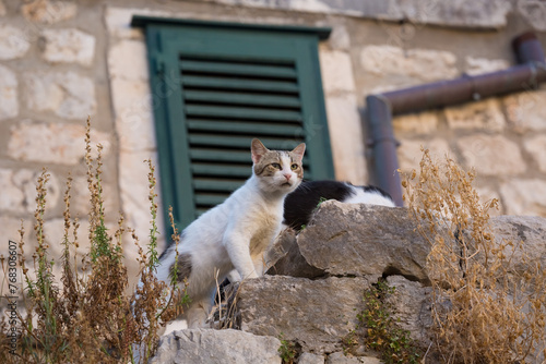Cats climb the stone wall in the Old City of Dubrovnik, Croatia. © officek