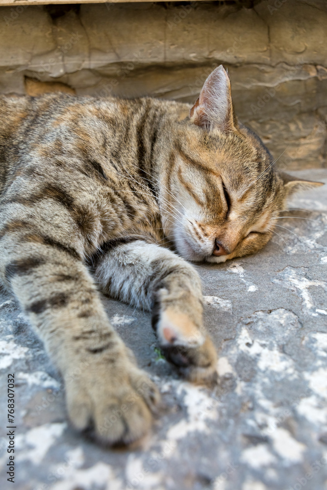 A tabby cat sleeping on the paving stone in the Old City of Dubrovnik, Croatia. A tabby cat sleeping on the paving stone in the Old City of Dubrovnik, Croatia.
