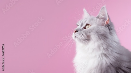 Beautiful cat on a plain background with copy space © Voilla
