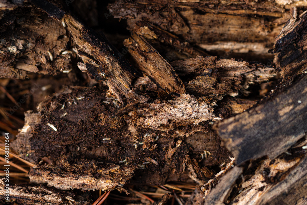 Rotten Oak Dead And Infested With Temites Rotten Oak Dead And Infested With Temites