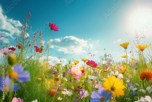 Полевые Цветы на фоне ясного неба и яркого солнца. Весеннее цветение: Иллюстрация луговых цветов © sssheina