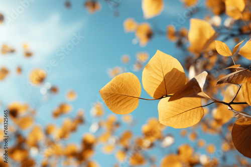 autumn leaves on blue sky