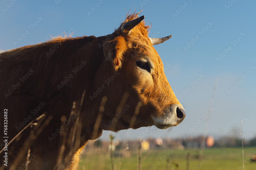 portrait of the profile of the head of an asturian mountain cow in the countryside. rural economy and primary sector of the food industry.