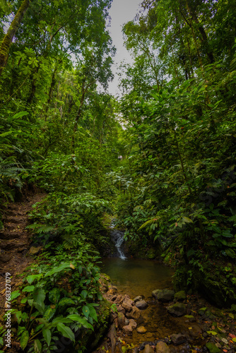 path through the forest Costa Rica © davidallphoto