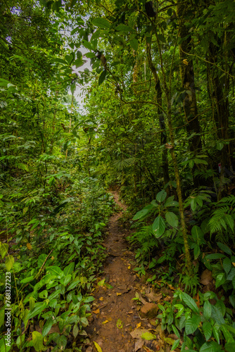 Fototapeta Naklejka Na Ścianę i Meble -  path through the forest Costa Rica