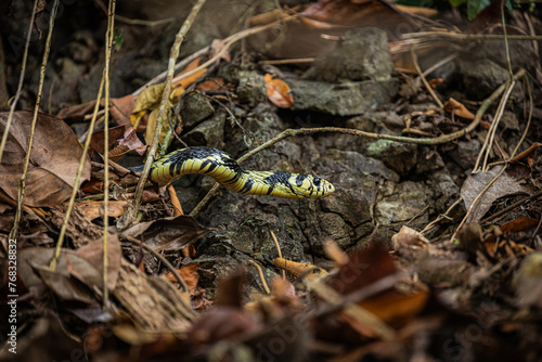 snake in the forest