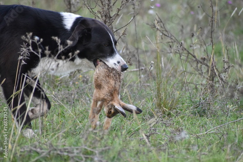 perro dog liebre hare