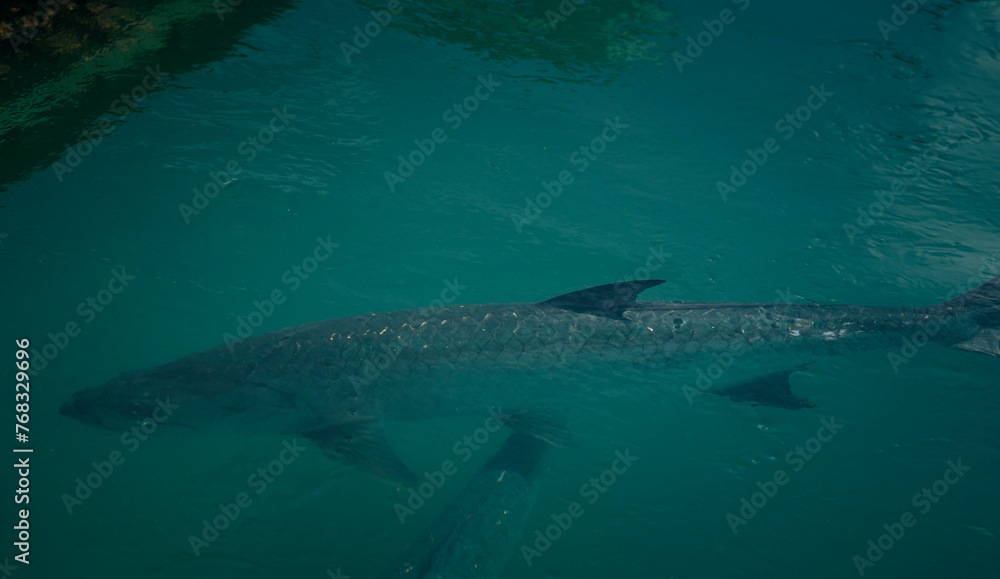 Fototapeta premium shark in the sea