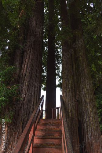 Redwood park, Arcata, CA USA photo