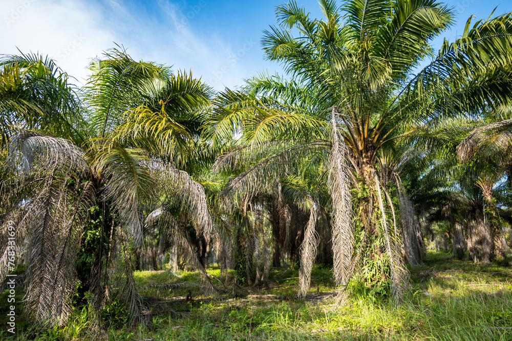 Obraz premium palm tree plantation in Indonesia, Asia