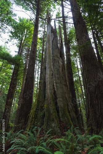 Redwood park, Arcata, CA USA © Mikebkklife