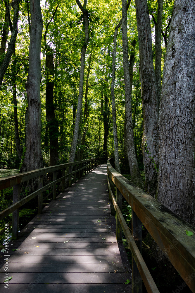 Cypress Swamp Natchez trace Mississippi