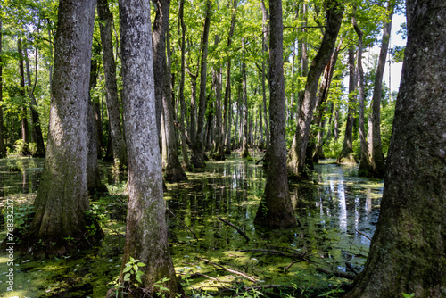 Cypress Swamp Natchez trace Mississippi