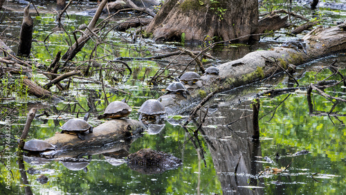 Cypress Swamp Natchez trace Mississippi