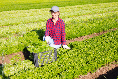Happy young female seasonal worker harvesting green lettuce cultivar at farm plantation on sunny spring day.. photo