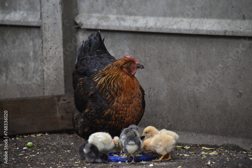 aves de corral poultry