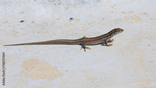 An Erhard's Wall Lizard (Podarcis erhardii), shot on the Greek island of Santorini.