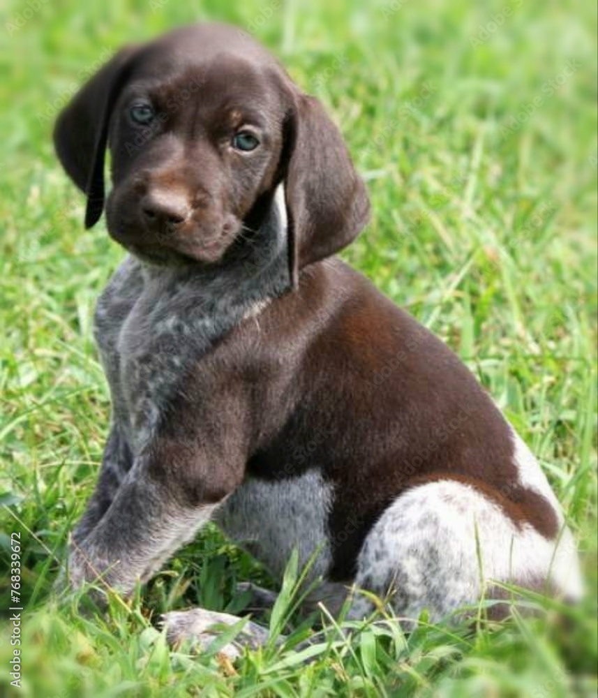 German Shorthaired Pointer dog standing, sleeping, playing and running _ Miniature German Shorthaired Pointer dog standing and playing_ A dachshund standing on the grass، Cute German shorthaired dog 