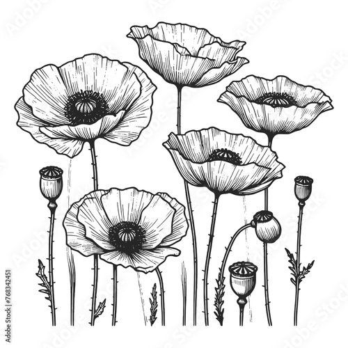 poppies flowers with delicate stems and detailed petals sketch line art engraving generative ai vector illustration. Scratch board imitation. Black and white image.