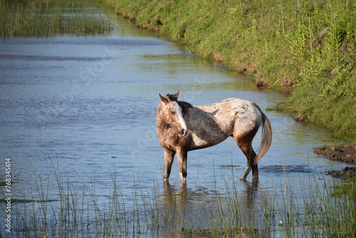 caballo horse