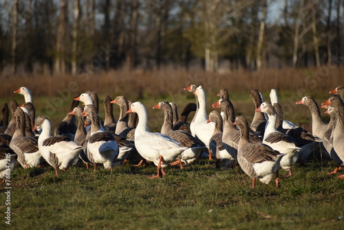 gansos gooses