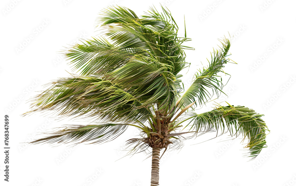 Swaying Palm Tree by the Shore Isolated on Transparent Background PNG. Swaying Palm Tree by the Shore Isolated on Transparent Background PNG.