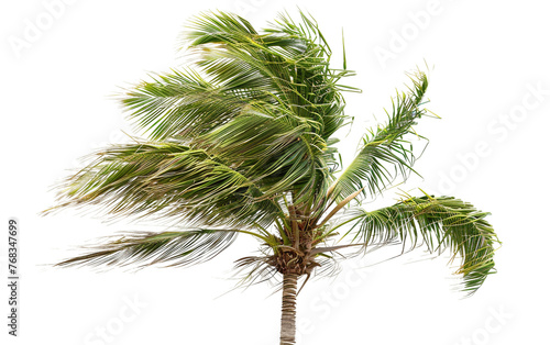 Swaying Palm Tree by the Shore Isolated on Transparent Background PNG. © Sajid