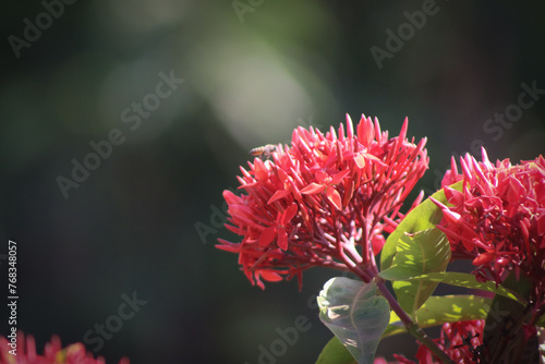 Red jungle geranium flower closeup with blur background photo