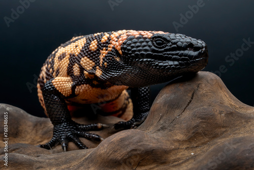 Gila Monster (Heloderma suspectum) is a species of venomous lizard native to United States and Mexico.