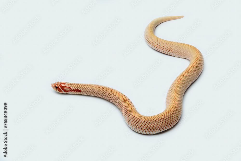 Obraz premium The Western Hognose Snake (Heterodon nasicus) is a species of snake endemic to North America. 