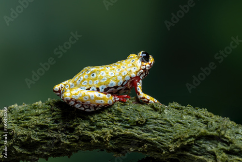 Painted Reed Frog or Spoted Tree Frog (Hyperolius viridiflavus) on mossy wood. photo