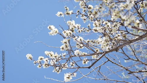 Peach blossoms bloom against the blue sky in April