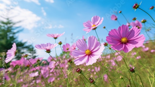 Cosmos flower photos in an outdoor flower garden look gorgeous.