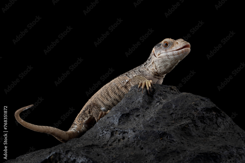 Fototapeta premium The Savannah Monitor (Varanus exanthematicus) is a species of monitor lizard native to Africa.