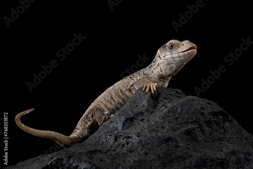 The Savannah Monitor  Varanus exanthematicus  is a species of monitor lizard native to Africa.