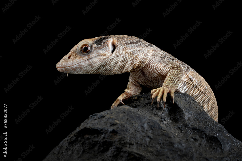 The Savannah Monitor (Varanus exanthematicus) is a species of monitor lizard native to Africa.