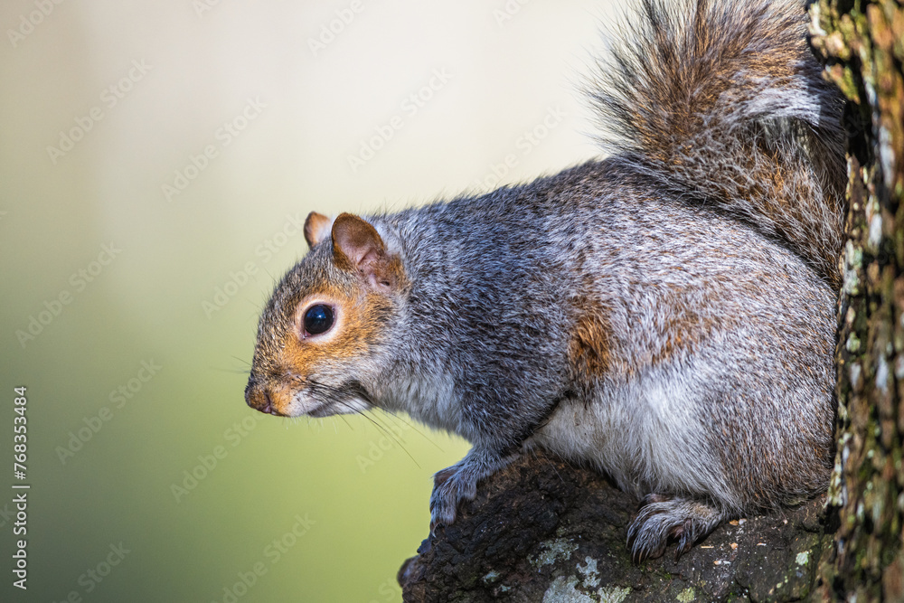 Grey Squirrel, Sciurus carolinensis in a forest at winter Grey Squirrel, Sciurus carolinensis in a forest at winter